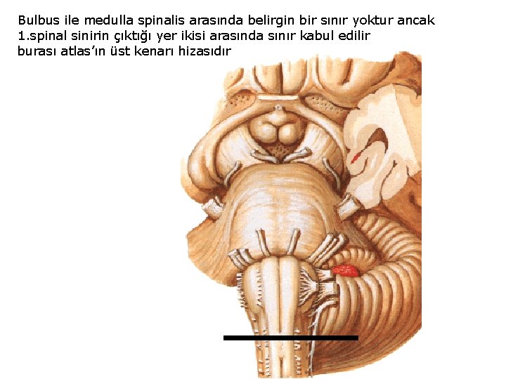 Bulbus ile medulla spinalis arasında belirgin bir sınır yoktur ancak 1. spinal sinirin çıktığı