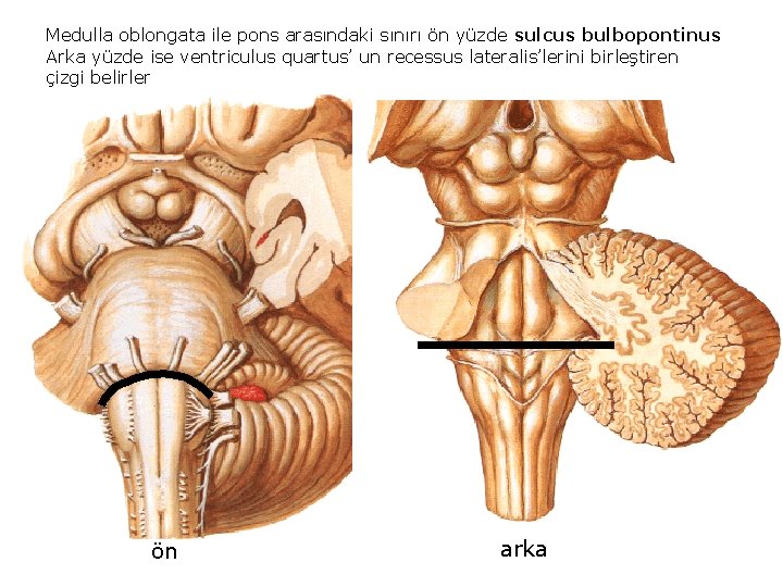 Medulla oblongata ile pons arasındaki sınırı ön yüzde sulcus bulbopontinus Arka yüzde ise ventriculus