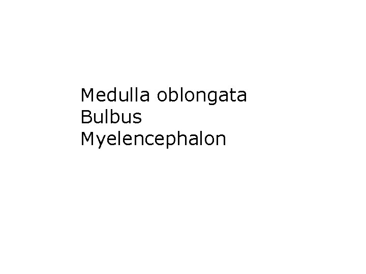 Medulla oblongata Bulbus Myelencephalon 