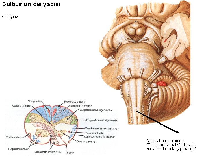 Bulbus’un dış yapısı Ön yüz Deussatio pyramidum (Tr. corticospinalis’in büyük bir kısmı burada çaprazlaşır)