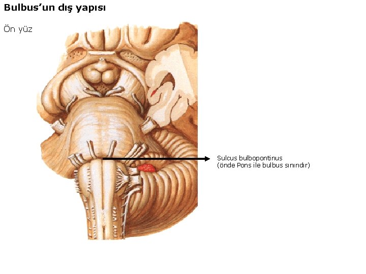 Bulbus’un dış yapısı Ön yüz Sulcus bulbopontinus (önde Pons ile bulbus sınırıdır) 