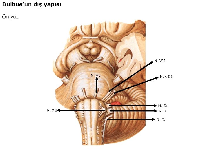 Bulbus’un dış yapısı Ön yüz N. VII N. VI N. XII N. VIII N.