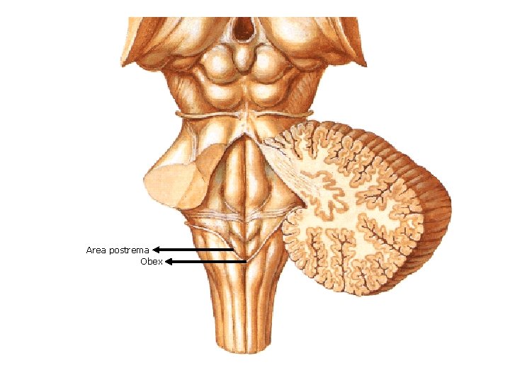 Area postrema Obex 
