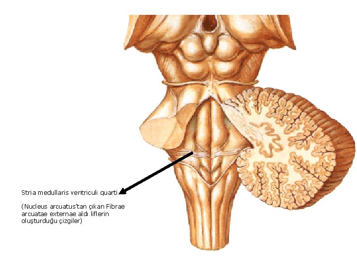 Stria medullaris ventriculi quarti (Nucleus arcuatus’tan çıkan Fibrae arcuatae externae aldı liflerin oluşturduğu çizgiler)