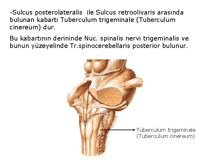 -Sulcus posterolateralis ile Sulcus retroolivaris arasında bulunan kabartı Tuberculum trigeminale (Tuberculum cinereum) dur. Bu