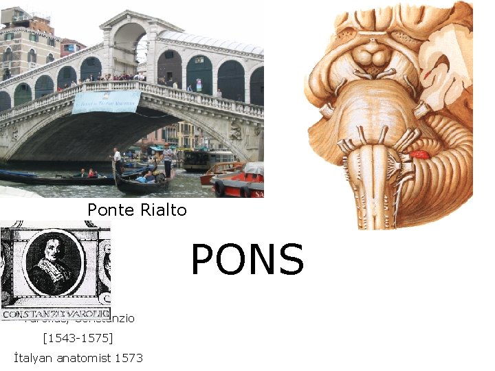 Ponte Rialto PONS Varolius, Constanzio [1543 -1575] İtalyan anatomist 1573 
