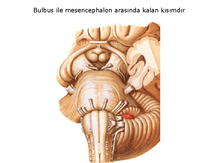 Bulbus ile mesencephalon arasında kalan kısımdır 
