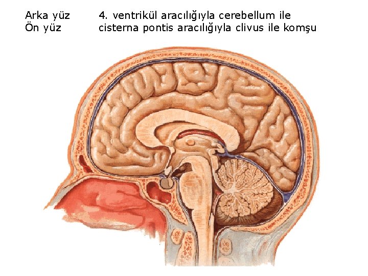 Arka yüz Ön yüz 4. ventrikül aracılığıyla cerebellum ile cisterna pontis aracılığıyla clivus ile