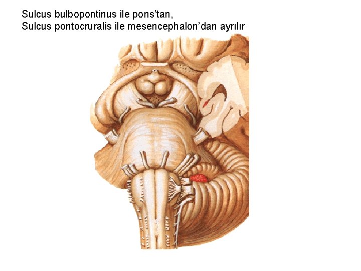 Sulcus bulbopontinus ile pons’tan, Sulcus pontocruralis ile mesencephalon’dan ayrılır 