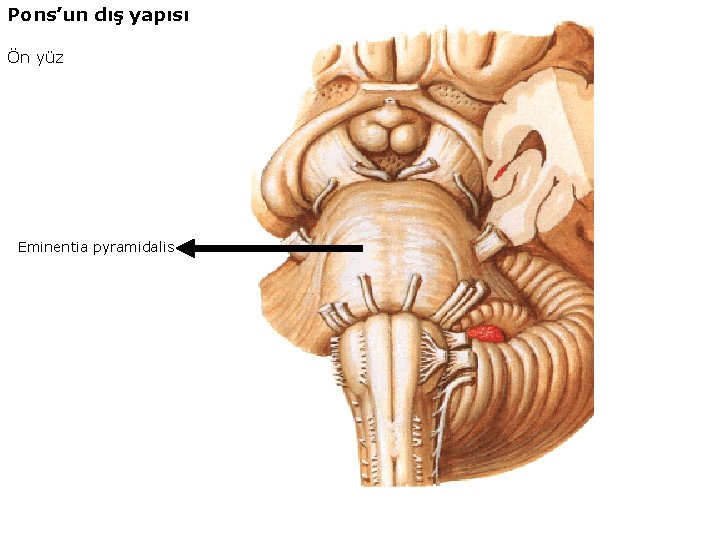 Pons’un dış yapısı Ön yüz Eminentia pyramidalis 