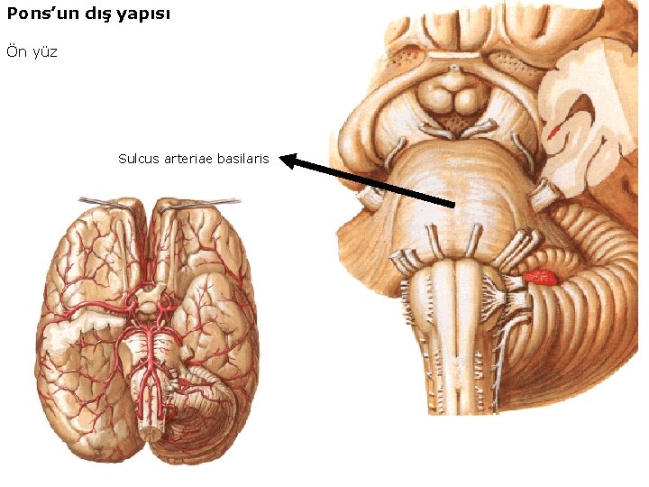 Pons’un dış yapısı Ön yüz Sulcus arteriae basilaris 