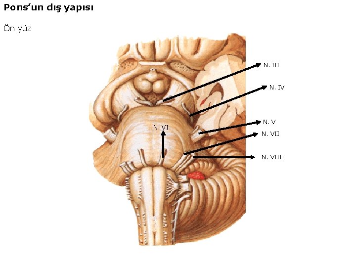 Pons’un dış yapısı Ön yüz N. III N. IV N. VII N. VIII 