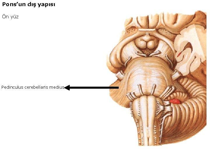 Pons’un dış yapısı Ön yüz Pedinculus cerebellaris medius 