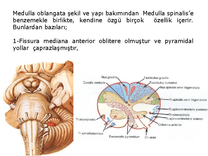 Medulla oblangata şekil ve yapı bakımından Medulla spinalis’e benzemekle birlikte, kendine özgü birçok özellik