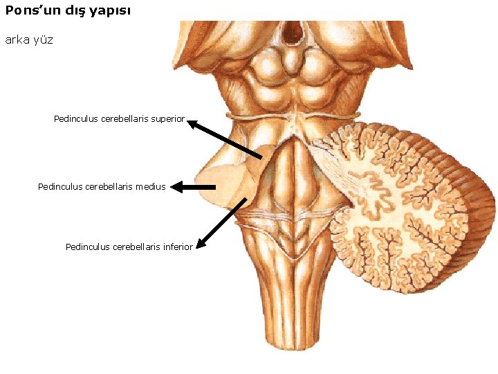 Pons’un dış yapısı arka yüz Pedinculus cerebellaris superior Pedinculus cerebellaris medius Pedinculus cerebellaris inferior