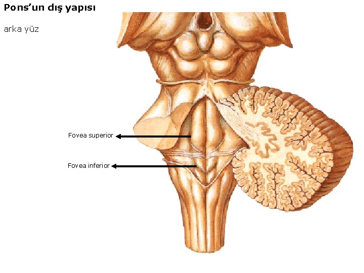 Pons’un dış yapısı arka yüz Fovea superior Fovea inferior 