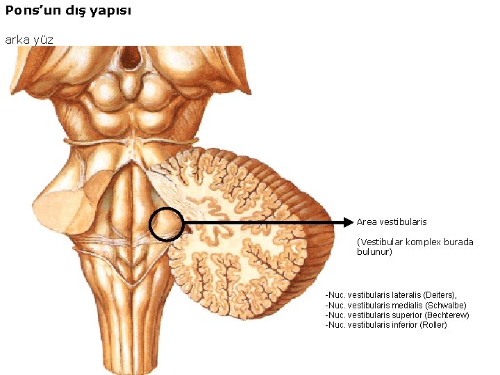 Pons’un dış yapısı arka yüz Area vestibularis (Vestibular komplex burada bulunur) -Nuc. vestibularis lateralis