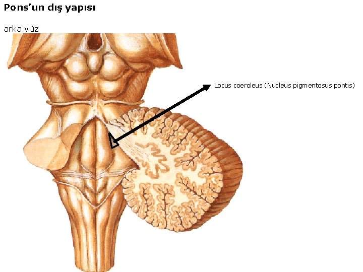 Pons’un dış yapısı arka yüz Locus coeroleus (Nucleus pigmentosus pontis) 