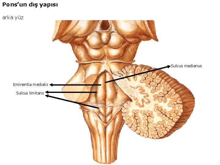 Pons’un dış yapısı arka yüz Sulcus medianus Eminentia medialis Sulcus limitans 