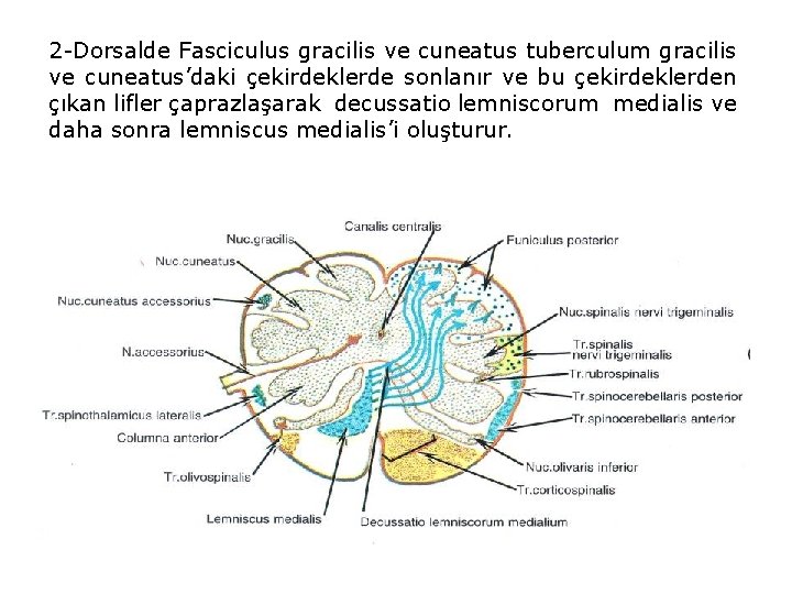 2 -Dorsalde Fasciculus gracilis ve cuneatus tuberculum gracilis ve cuneatus’daki çekirdeklerde sonlanır ve bu