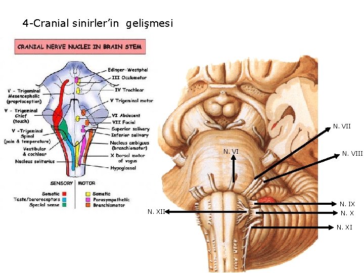 4 -Cranial sinirler’in gelişmesi N. VII N. VI N. XII N. VIII N. IX