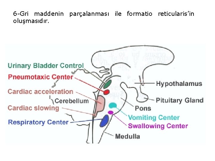 6 -Gri maddenin parçalanması ile formatio reticularis’in oluşmasıdır. 