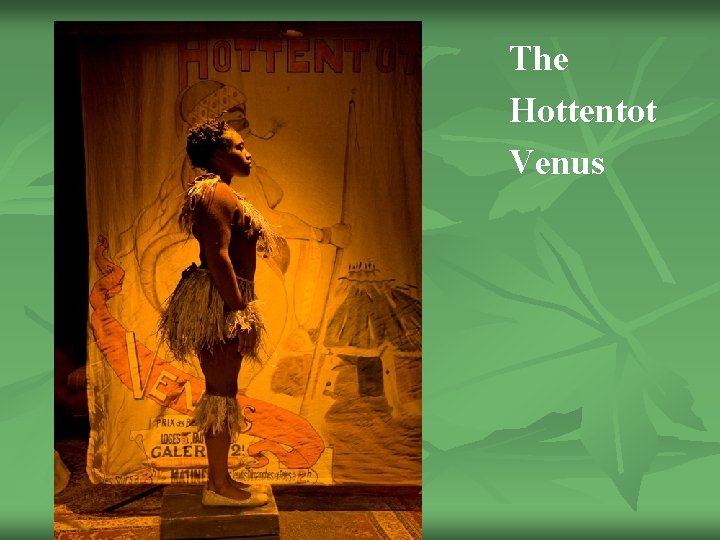 The Hottentot Venus 