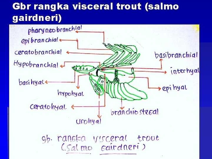 Gbr rangka visceral trout (salmo gairdneri) 