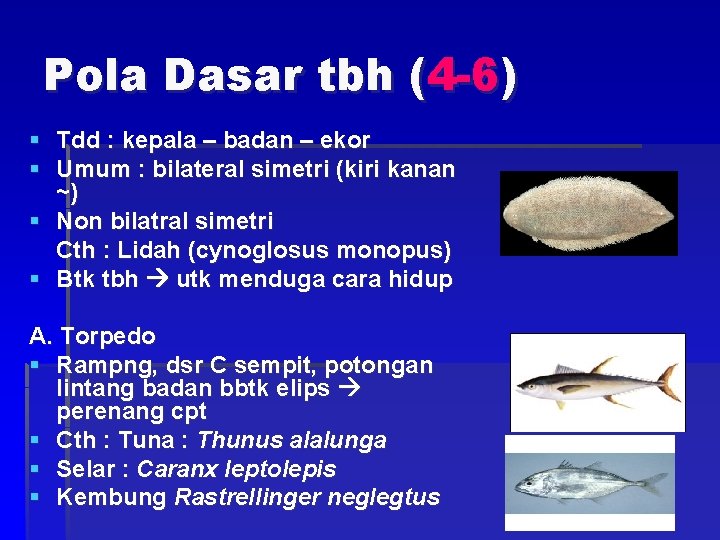 Pola Dasar tbh (4 -6) § Tdd : kepala – badan – ekor §