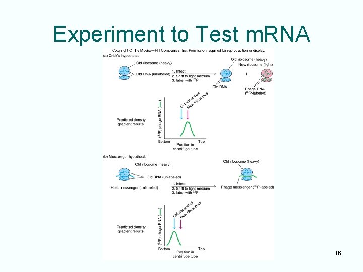 Experiment to Test m. RNA 16 