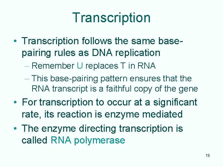 Transcription • Transcription follows the same basepairing rules as DNA replication – Remember U