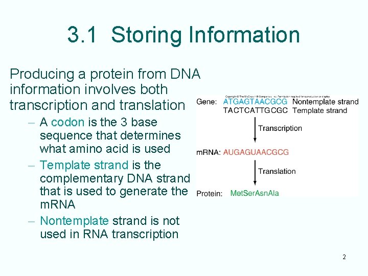 3. 1 Storing Information Producing a protein from DNA information involves both transcription and