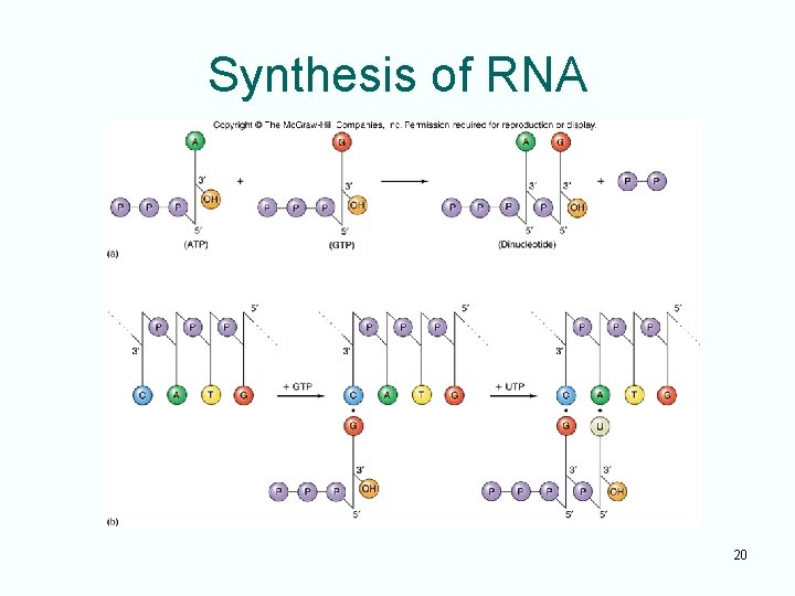 Synthesis of RNA 20 