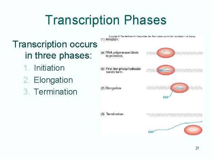 Transcription Phases Transcription occurs in three phases: 1. Initiation 2. Elongation 3. Termination 21
