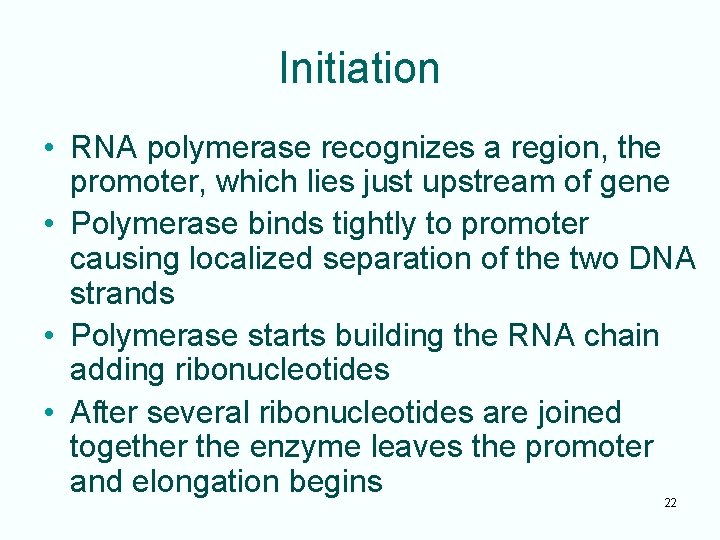 Initiation • RNA polymerase recognizes a region, the promoter, which lies just upstream of
