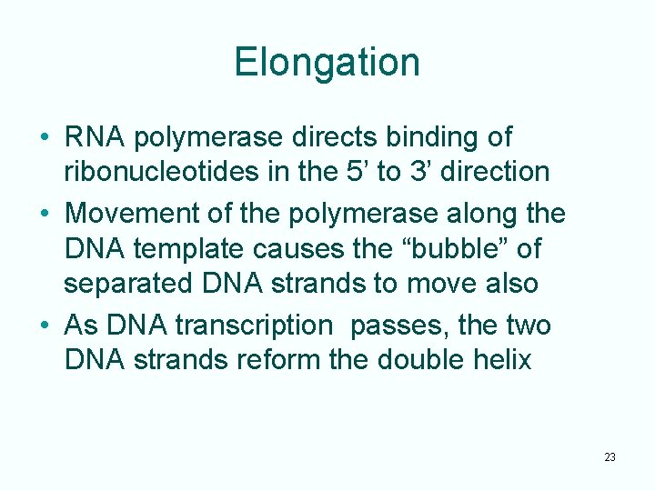 Elongation • RNA polymerase directs binding of ribonucleotides in the 5’ to 3’ direction