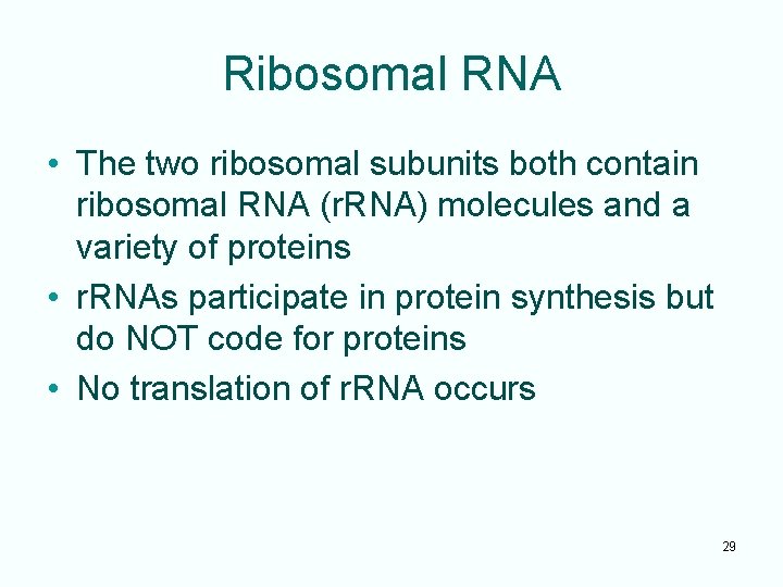 Ribosomal RNA • The two ribosomal subunits both contain ribosomal RNA (r. RNA) molecules