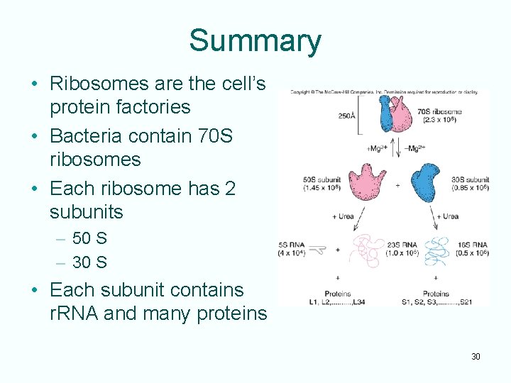 Summary • Ribosomes are the cell’s protein factories • Bacteria contain 70 S ribosomes