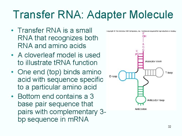 Transfer RNA: Adapter Molecule • Transfer RNA is a small RNA that recognizes both