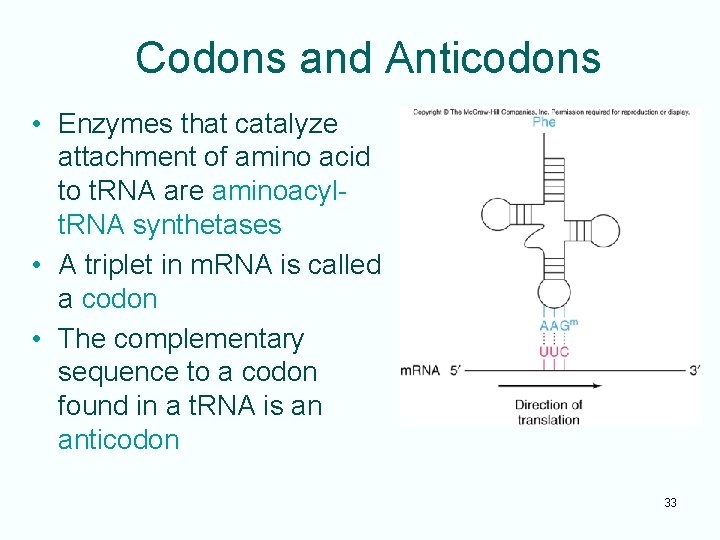 Codons and Anticodons • Enzymes that catalyze attachment of amino acid to t. RNA