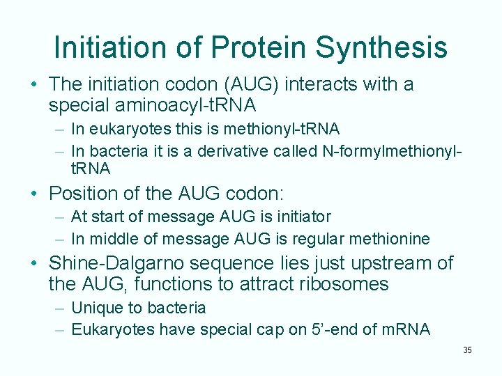 Initiation of Protein Synthesis • The initiation codon (AUG) interacts with a special aminoacyl-t.