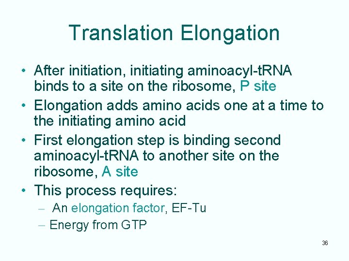 Translation Elongation • After initiation, initiating aminoacyl-t. RNA binds to a site on the