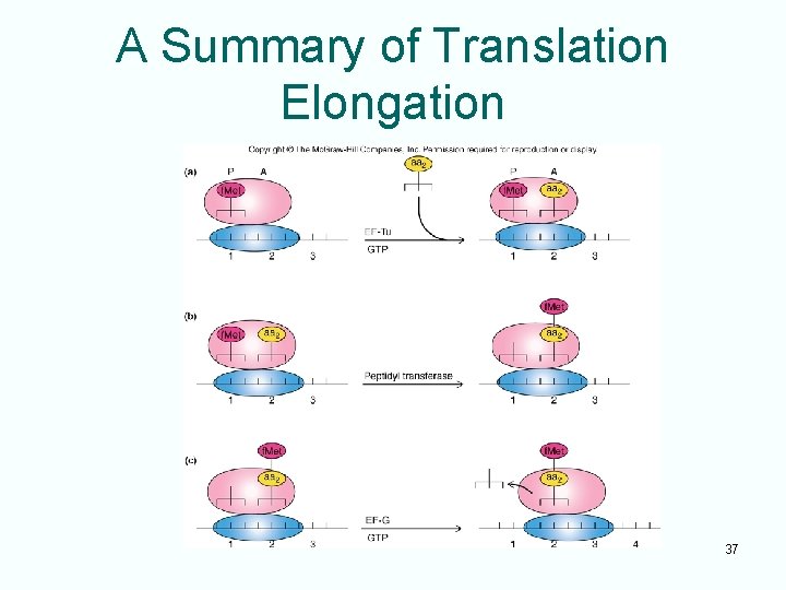 A Summary of Translation Elongation 37 