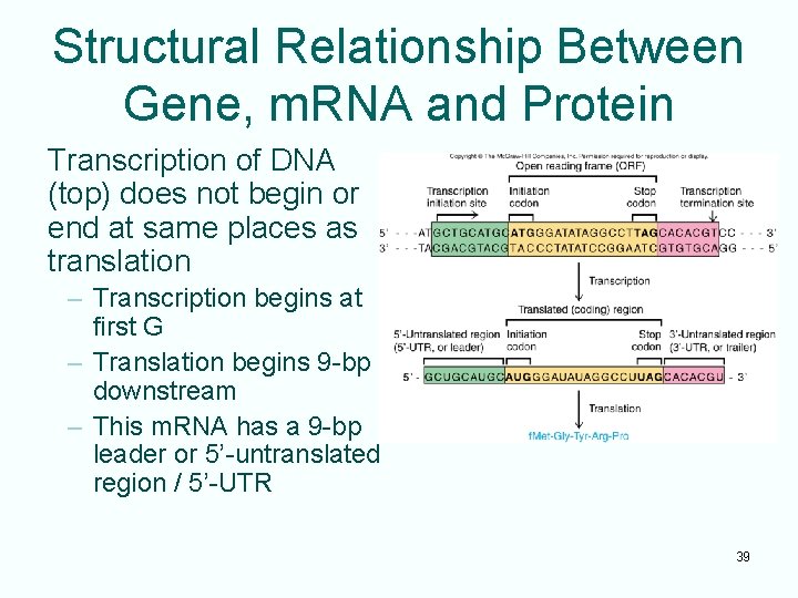 Structural Relationship Between Gene, m. RNA and Protein Transcription of DNA (top) does not