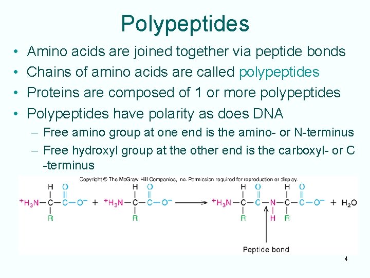 Polypeptides • • Amino acids are joined together via peptide bonds Chains of amino