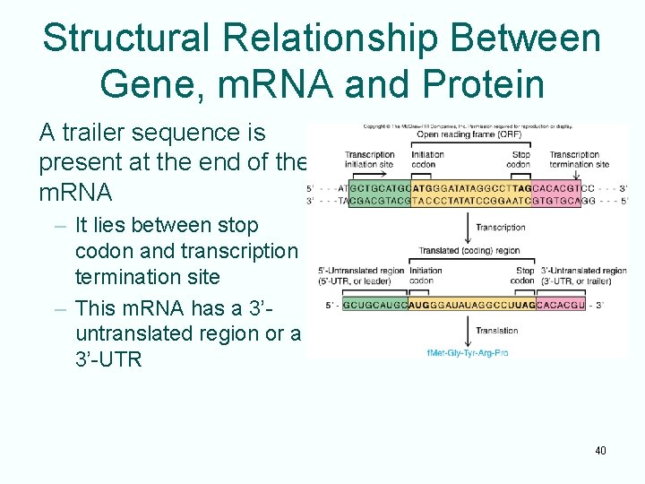 Structural Relationship Between Gene, m. RNA and Protein A trailer sequence is present at