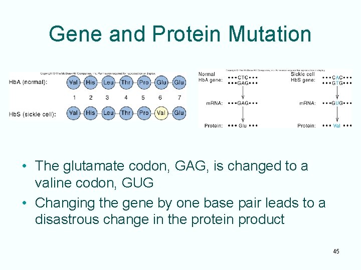 Gene and Protein Mutation • The glutamate codon, GAG, is changed to a valine