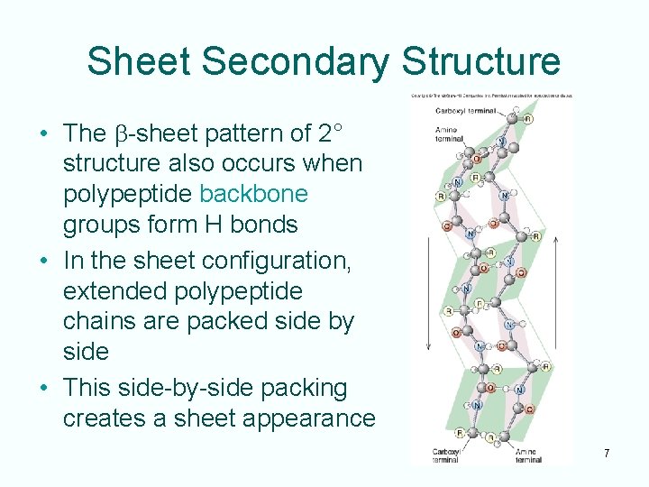 Sheet Secondary Structure • The b-sheet pattern of 2° structure also occurs when polypeptide