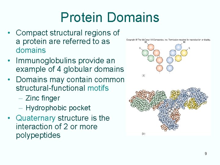 Protein Domains • Compact structural regions of a protein are referred to as domains