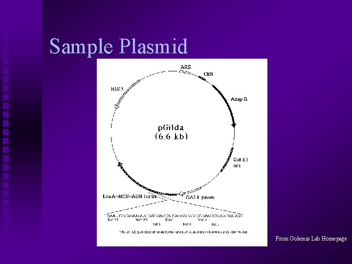 Sample Plasmid From Golemis Lab Homepage 